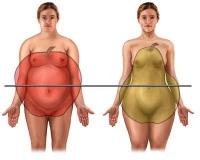 metabolismos