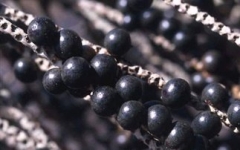 Acai-Berry