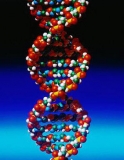dna2
