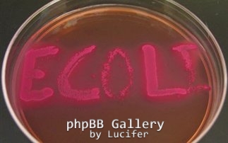 e-coli3
