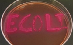 e-coli3
