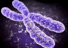 xromosoma