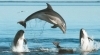 delfinia