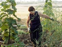 agrotisa
