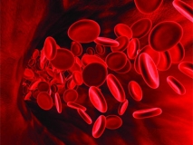 aimopetalia