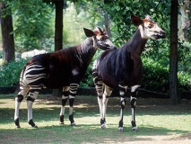 okapi