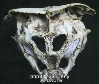 skulll