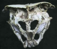 skulll