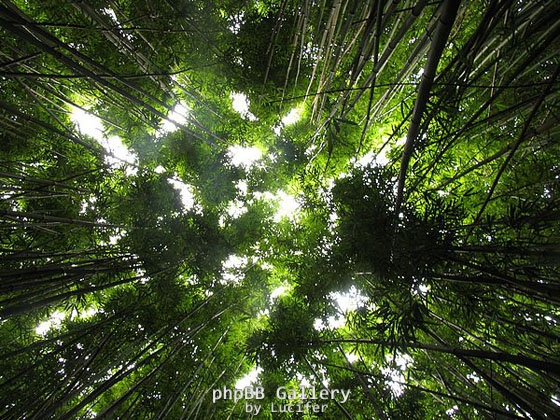 bamboo jungle plants