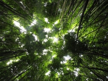 bamboo jungle plants